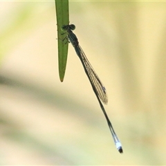 Rhadinosticta simplex (Powdered Wiretail) at Gibberagee, NSW - 13 Feb 2015 by Bungybird