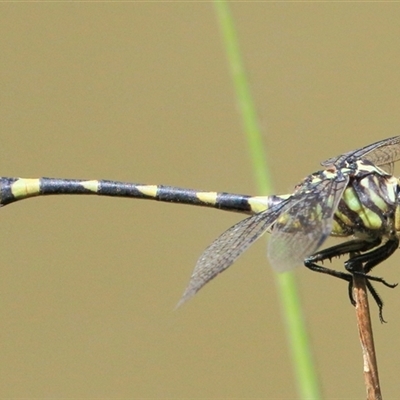 Ictinogomphus australis (Australian Tiger) at Gibberagee, NSW - 13 Feb 2015 by Bungybird