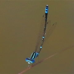 Austroagrion watsoni (Eastern Billabongfly) at Gibberagee, NSW - 12 Feb 2015 by Bungybird