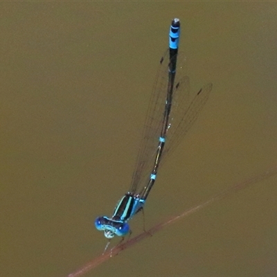 Austroagrion watsoni (Eastern Billabongfly) at Gibberagee, NSW - 12 Feb 2015 by Bungybird