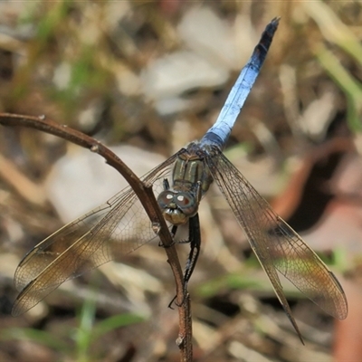 Orthetrum caledonicum (Blue Skimmer) at Gibberagee, NSW - 13 Feb 2015 by Bungybird