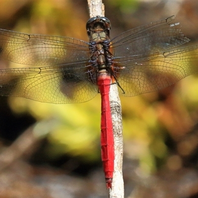 Orthetrum villosovittatum (Fiery Skimmer) at Gibberagee, NSW - 13 Feb 2015 by Bungybird