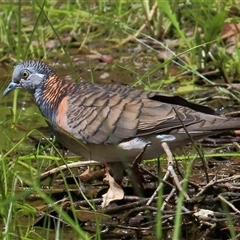 Geopelia humeralis (Bar-shouldered Dove) at Gibberagee, NSW - 13 Feb 2015 by Bungybird