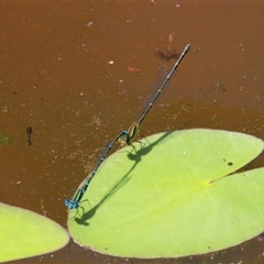 Austroagrion watsoni (Eastern Billabongfly) at Gibberagee, NSW - 12 Feb 2015 by Bungybird