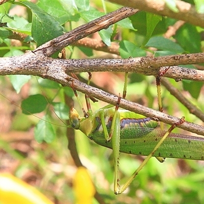 Ephippitytha trigintiduoguttata at Gibberagee, NSW - 23 Mar 2009 by Bungybird