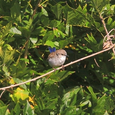 Malurus cyaneus (Superb Fairywren) at Gibberagee, NSW - 25 Mar 2009 by Bungybird