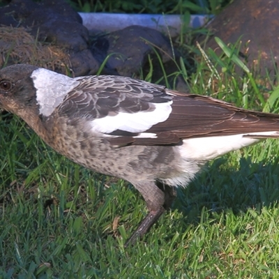 Gymnorhina tibicen (Australian Magpie) at Gibberagee, NSW - 24 Mar 2009 by Bungybird