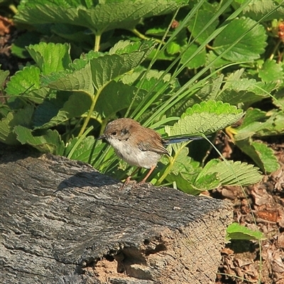 Malurus cyaneus (Superb Fairywren) at Gibberagee, NSW - 26 Mar 2009 by Bungybird