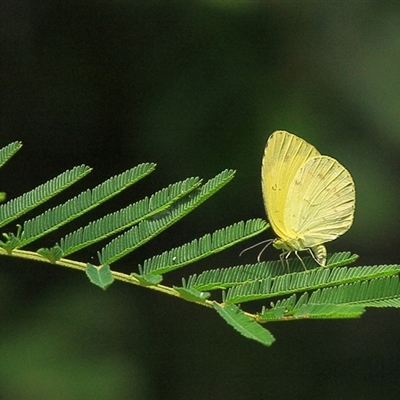 Pieris rapae at Gibberagee, NSW - 27 Mar 2009 by Bungybird