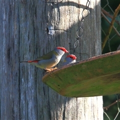 Neochmia temporalis (Red-browed Finch) at Gibberagee, NSW - 27 Mar 2009 by Bungybird