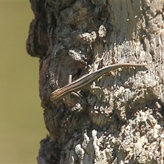 Cryptoblepharus pulcher at Gibberagee, NSW - 26 Mar 2009 by Bungybird