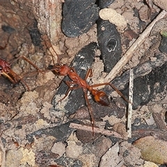 Myrmecia gulosa at Gibberagee, NSW - 19 Mar 2009 by Bungybird