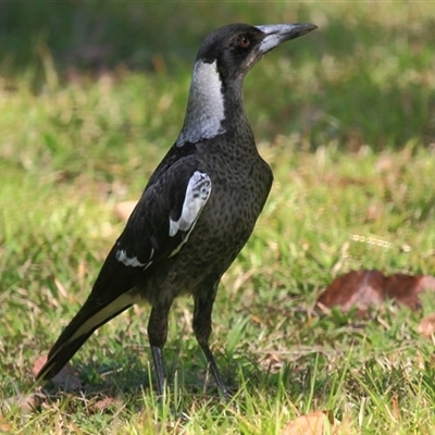 Gymnorhina tibicen (Australian Magpie) at Gibberagee, NSW - 13 Sep 2009 by Bungybird