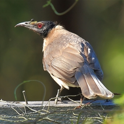 Philemon corniculatus (Noisy Friarbird) at Gibberagee, NSW - 13 Sep 2009 by Bungybird