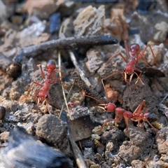 Myrmecia gulosa at Gibberagee, NSW - 13 Sep 2009 by Bungybird