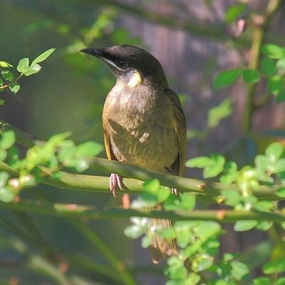 Meliphaga lewinii (Lewin's Honeyeater) at Gibberagee, NSW - 14 Sep 2009 by Bungybird