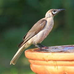 Philemon citreogularis (Little Friarbird) at Gibberagee, NSW - 14 Sep 2009 by Bungybird