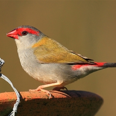 Neochmia temporalis (Red-browed Finch) at Gibberagee, NSW - 14 Sep 2009 by Bungybird