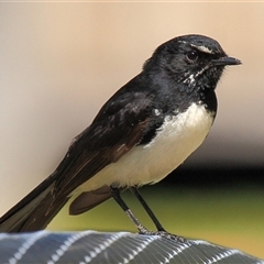 Rhipidura leucophrys (Willie Wagtail) at Gibberagee, NSW - 14 Sep 2009 by Bungybird