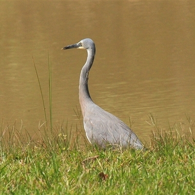 Egretta novaehollandiae (White-faced Heron) at Gibberagee, NSW - 14 Sep 2009 by Bungybird