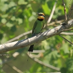 Merops ornatus (Rainbow Bee-eater) at Gibberagee, NSW - 14 Sep 2009 by Bungybird