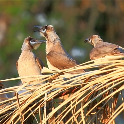 Philemon citreogularis (Little Friarbird) at Gibberagee, NSW - 15 Sep 2009 by Bungybird