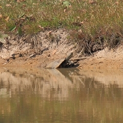 Chelodina longicollis at Gibberagee, NSW - 14 Sep 2009 by Bungybird