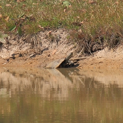 Chelodina longicollis at Gibberagee, NSW - 14 Sep 2009 by Bungybird