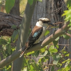 Dacelo novaeguineae (Laughing Kookaburra) at Gibberagee, NSW - 15 Sep 2009 by Bungybird