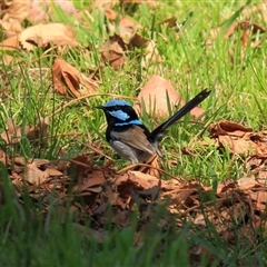 Malurus cyaneus (Superb Fairywren) at Gibberagee, NSW - 16 Sep 2009 by Bungybird