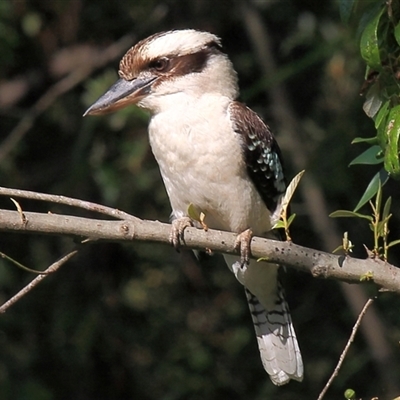 Dacelo novaeguineae (Laughing Kookaburra) at Gibberagee, NSW - 15 Sep 2009 by Bungybird