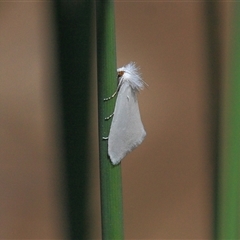 Tipanaea patulella (A Crambid moth) at Gibberagee, NSW - 16 Sep 2009 by Bungybird