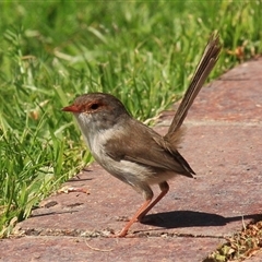 Malurus cyaneus (Superb Fairywren) at Gibberagee, NSW - 16 Sep 2009 by Bungybird