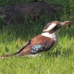 Dacelo novaeguineae (Laughing Kookaburra) at Gibberagee, NSW - 16 Sep 2009 by Bungybird