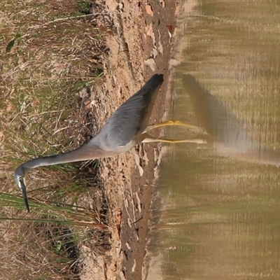 Egretta novaehollandiae (White-faced Heron) at Gibberagee, NSW - 17 Sep 2009 by Bungybird