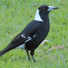 Gymnorhina tibicen (Australian Magpie) at Gibberagee, NSW - 16 Sep 2009 by Bungybird