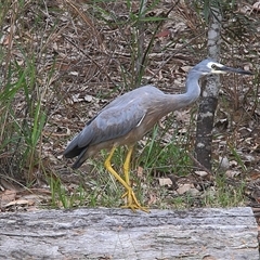 Egretta novaehollandiae (White-faced Heron) at Gibberagee, NSW - 20 Mar 2009 by Bungybird