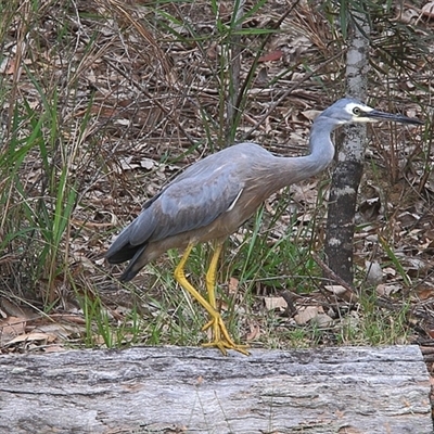 Egretta novaehollandiae (White-faced Heron) at Gibberagee, NSW - 20 Mar 2009 by Bungybird