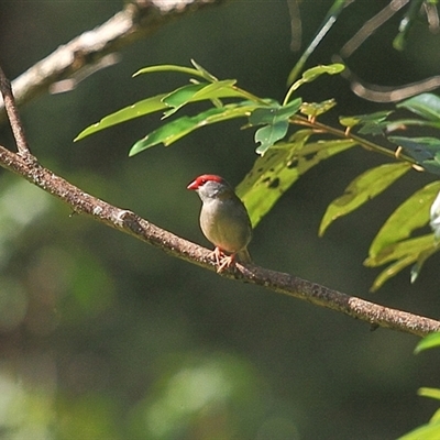 Neochmia temporalis (Red-browed Finch) at Gibberagee, NSW - 22 Mar 2009 by Bungybird