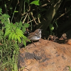 Malurus cyaneus (Superb Fairywren) at Gibberagee, NSW - 22 Mar 2009 by Bungybird