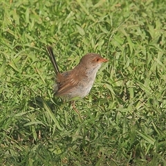 Malurus cyaneus (Superb Fairywren) at Gibberagee, NSW - 22 Mar 2009 by Bungybird