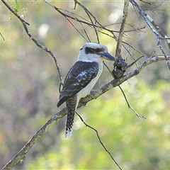 Dacelo novaeguineae (Laughing Kookaburra) at Gibberagee, NSW - 14 Sep 2009 by Bungybird