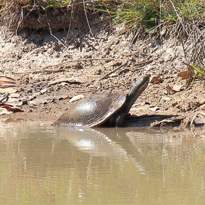 Chelodina longicollis at Gibberagee, NSW - 14 Sep 2009 by Bungybird