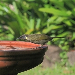 Meliphaga lewinii (Lewin's Honeyeater) at Gibberagee, NSW - 29 Oct 2009 by Bungybird