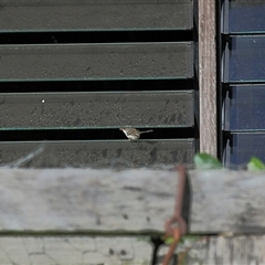 Malurus cyaneus (Superb Fairywren) at Gibberagee, NSW - 29 Oct 2009 by Bungybird