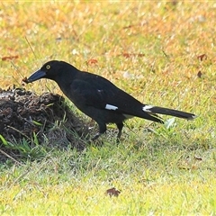 Strepera graculina (Pied Currawong) at Gibberagee, NSW - 12 Jul 2010 by Bungybird