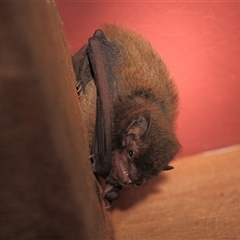 Myotis macropus (Southern Myotis) at Gibberagee, NSW - 12 Jul 2010 by Bungybird