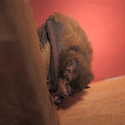 Myotis macropus (Southern Myotis) at Gibberagee, NSW - 12 Jul 2010 by Bungybird