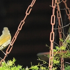 Meliphaga lewinii (Lewin's Honeyeater) at Gibberagee, NSW - 12 Jul 2010 by Bungybird