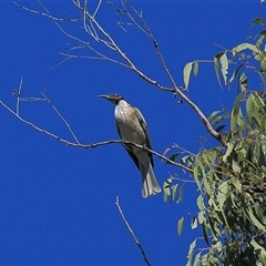 Philemon corniculatus (Noisy Friarbird) at Gibberagee, NSW - 12 Jul 2010 by Bungybird